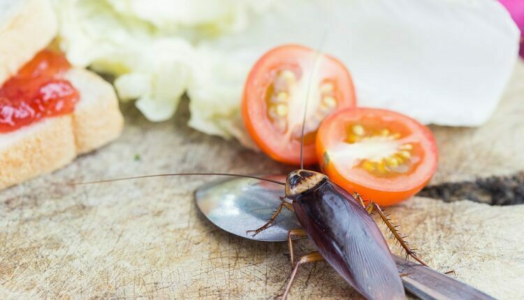 Pest Infestations At Home